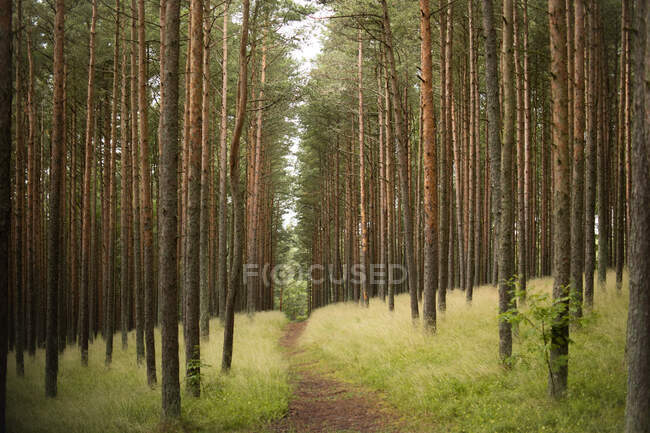 Caminho da floresta na floresta no fundo da natureza — Fotografia de Stock