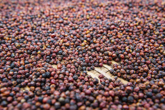 Primo piano di un sacco di semi su sfondo — Foto stock