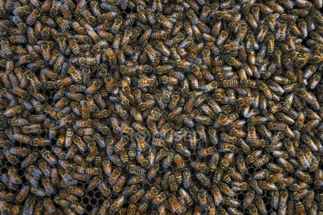 Медовые пчелы сидят на вершине улья пчеловода Барри Харта в Барвике, Джорджия. — стоковое фото
