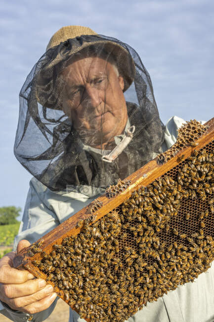 Beekeeker Barry Hart checks his hive of honey bees in Barwick, Georgia — Stock Photo