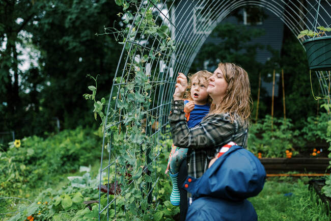 Mother and her children inspecting the peas on the trellis — Stock Photo