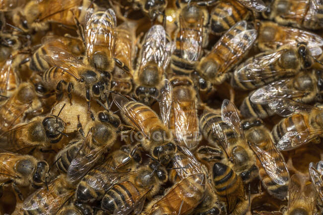Las abejas melíferas se sientan encima de la colmena del apicultor Barry Hart en Barwick, Georgia. - foto de stock