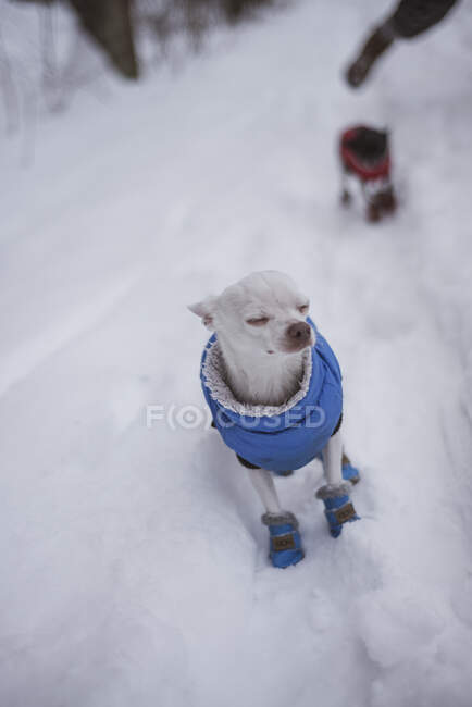 Bonito branco chihuahua cão no inverno — Fotografia de Stock