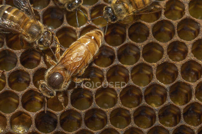 Reine des abeilles, ruche de Barry Hart, Barwick, Géorgie — Photo de stock