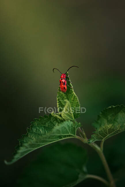 Hermoso insecto rojo sobre un fondo verde - foto de stock