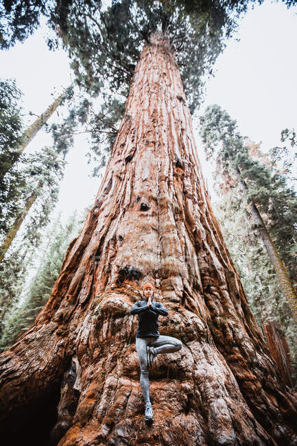 Woman practices yoga at base of giant Sequoia Tree, California — Stock Photo