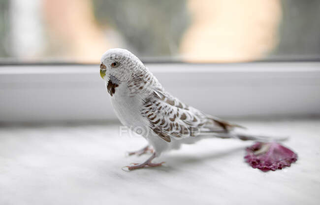 Bellissimo uccello pappagallo grigio su sfondo, primo piano — Foto stock