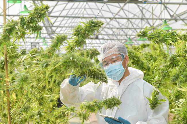 Illegal Cannabis Factory Green house, Un gros plan sur l'industrie agricole de la marijuana. — Photo de stock