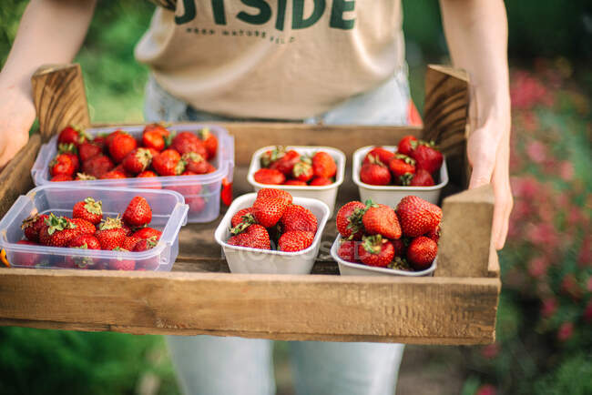 Femme récolte des fraises mûres à la ferme — Photo de stock