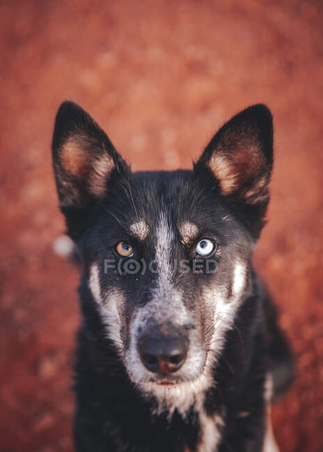 Retrato de un lindo perro - foto de stock