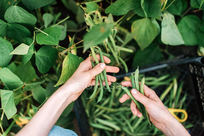 Junge Frau pflückt grüne Bohnen aus dem Gemüsegarten — Stockfoto