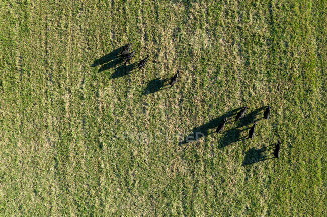 Aerial view of black horses in the forest — Stock Photo