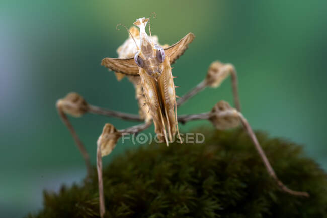 Closeup of  huge  mantis on nature background — Stock Photo