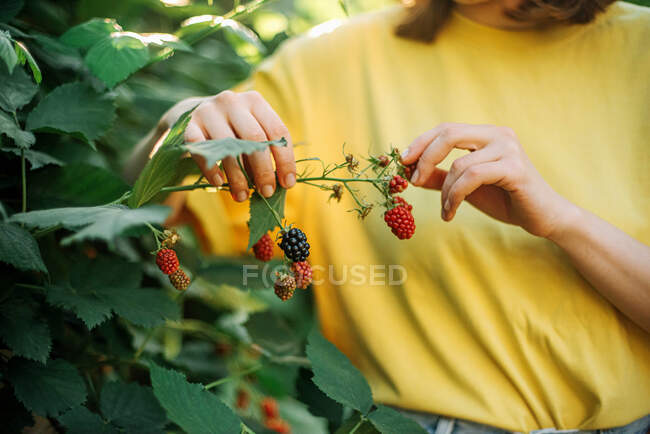 Mulher colhendo amoras silvestres de plantas na fazenda — Fotografia de Stock