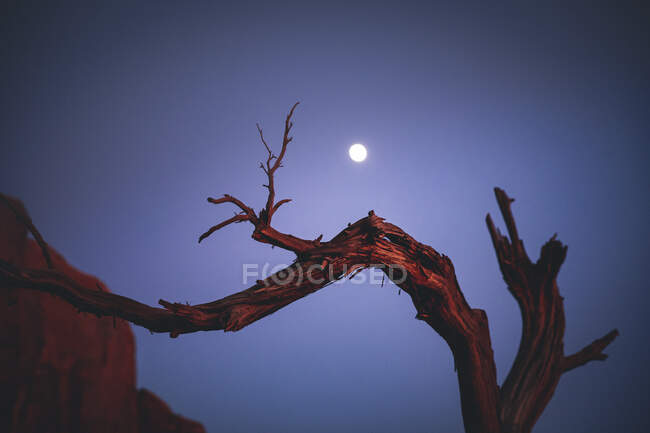 Uma silhueta de um galho de árvore no céu com lua — Fotografia de Stock