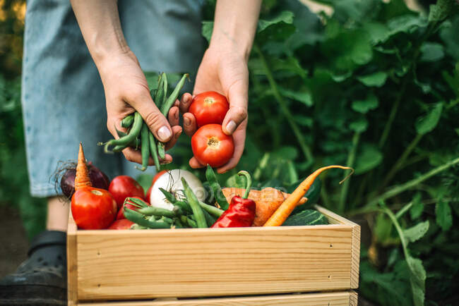 Femme exploitant des tomates rouges fraîchement récoltées dans une ferme biologique — Photo de stock
