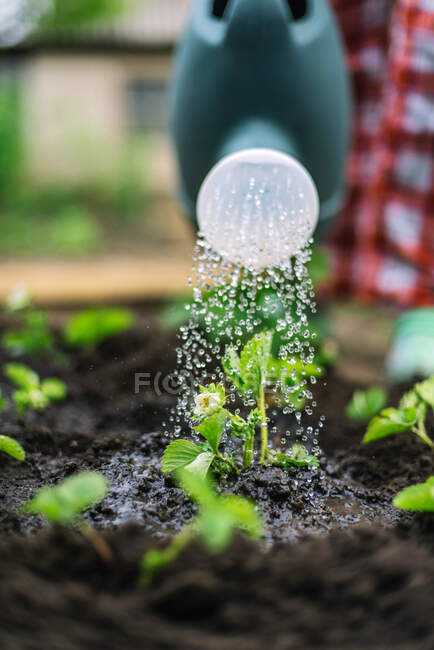 Женщина поливает клубнику в саду — стоковое фото