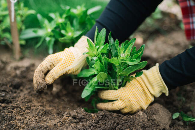 Woman planting flowers in the garden — Stock Photo