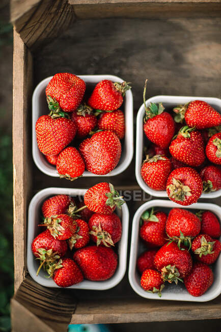 Primer plano de fresas maduras en la granja - foto de stock