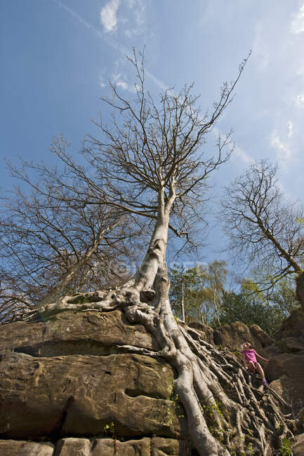 Дерево, растущее над песчаником на скале Харрисонс — стоковое фото