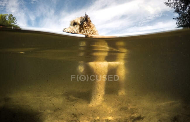 Розділений вид на воду пухнастої собаки в озері в теплий літній день . — стокове фото