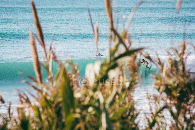 Красивый пляж с пальмами, зеленая трава на переднем плане на фоне воды — стоковое фото
