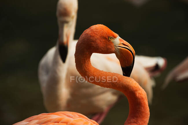 Encerramento dos Flamingos Maiores — Fotografia de Stock