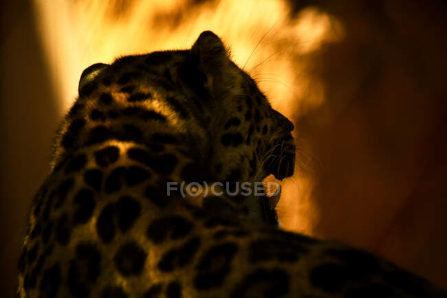 Погляд на спину леопарда, що стоїть у тіні. — стокове фото