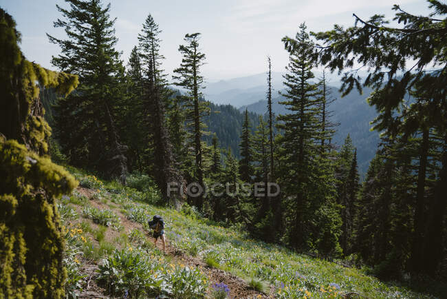 Escursioni da donna lungo single track trail circondati da fiori selvatici — Foto stock