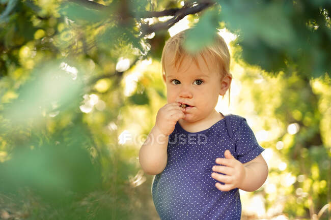Niño pequeño comiendo bellota en el bosque - foto de stock