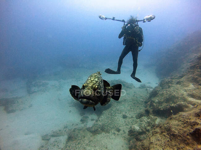 Fotógrafo subaquático tira uma foto do peixe Grouper — Fotografia de Stock