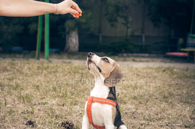 Une friandise pour chien. Race de chien Beagle — Photo de stock