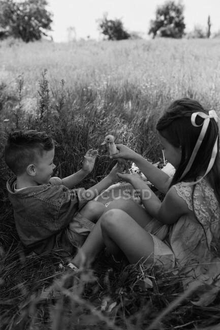 Хлопчик і дівчинка бавляться з каченятами на фермі. — стокове фото