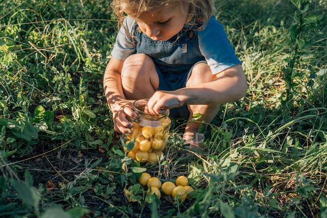 Small boy collect mirabelle plum in glass — Stock Photo