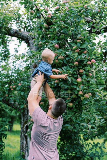 Un giovane padre che solleva suo figlio di due anni per raccogliere mele — Foto stock