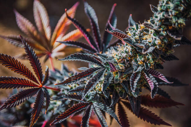 Große und bunte Marihuana-Knospe isoliert mit einem verschwommenen Hintergrund einer Bubble gum sativa Pflanze. Atemberaubende Cannabispflanze mit leuchtenden herbstlichen warmen Farben. — Stockfoto