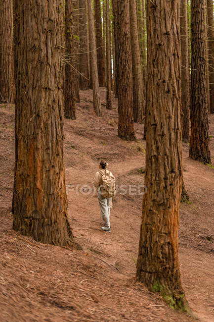 Vista trasera de una mujer con mochila caminando por el bosque - foto de stock