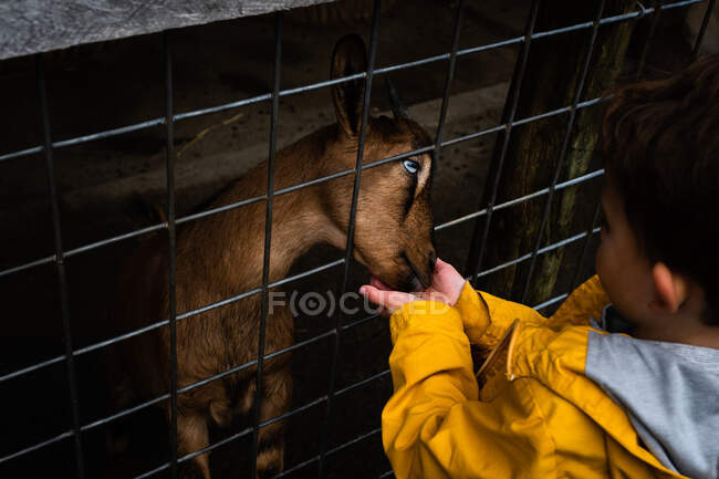 Маленький хлопчик торкається кози в клітці — стокове фото