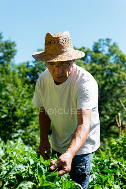 Hombre mayor revisando su jardín vegetal - foto de stock