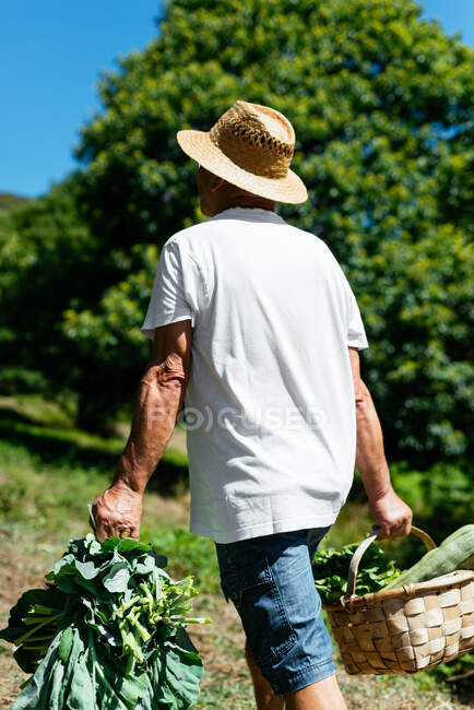 Homem sênior andando com uma cesta de legumes — Fotografia de Stock
