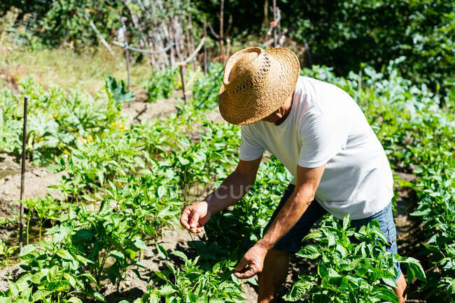 Hombre anónimo revisando su jardín vegetal - foto de stock