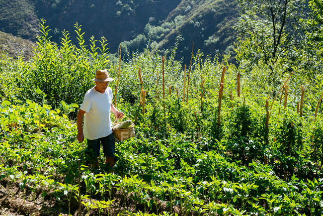 Homme travaillant dans son propre patch de légumes — Photo de stock