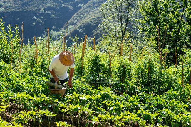 Anonymer Mann arbeitet in seinem eigenen Gemüsebeet — Stockfoto