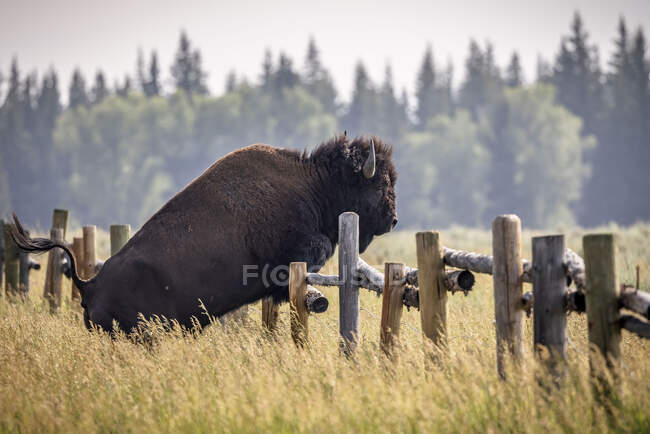 Bison in Grand Teton National Park — Stock Photo