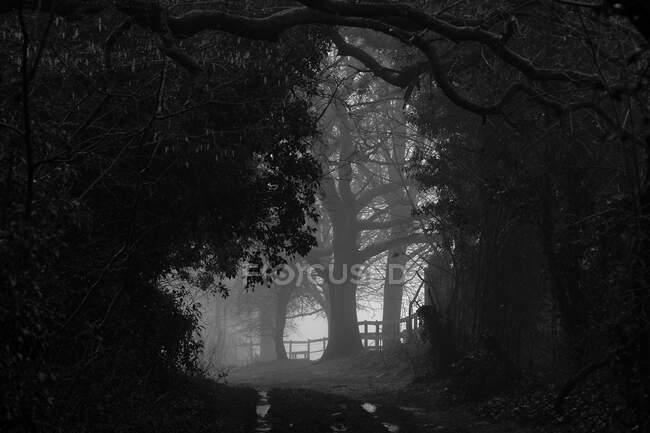 Black and white shot of misty forest — Stock Photo