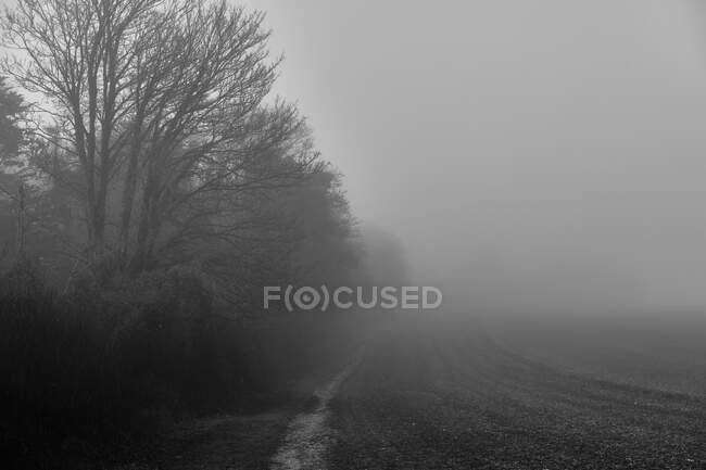 Preto e branco tiro de neblina floresta — Fotografia de Stock