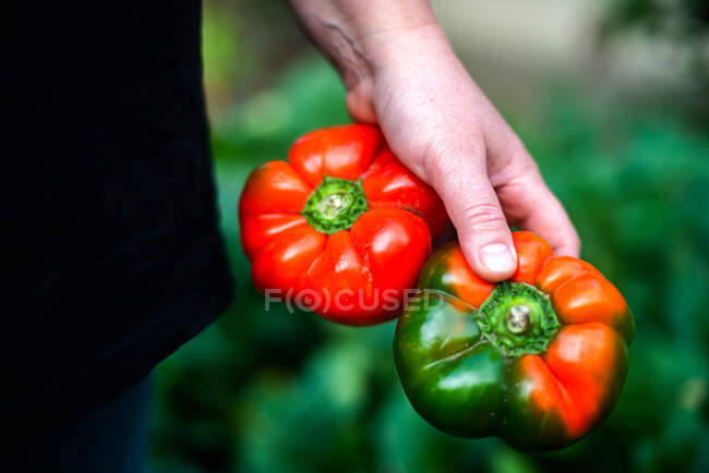 Mani femminili in possesso di peperoni freschi — Foto stock