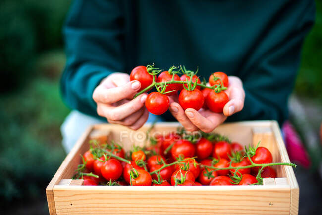 Mujer cosechando tomates del jardín - foto de stock