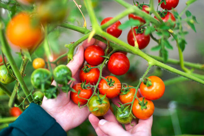 Mujer cosechando tomates del jardín - foto de stock