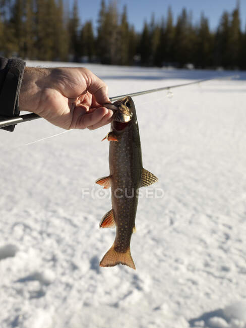 Mão de pescador segurando peixe capturado fresco — Fotografia de Stock
